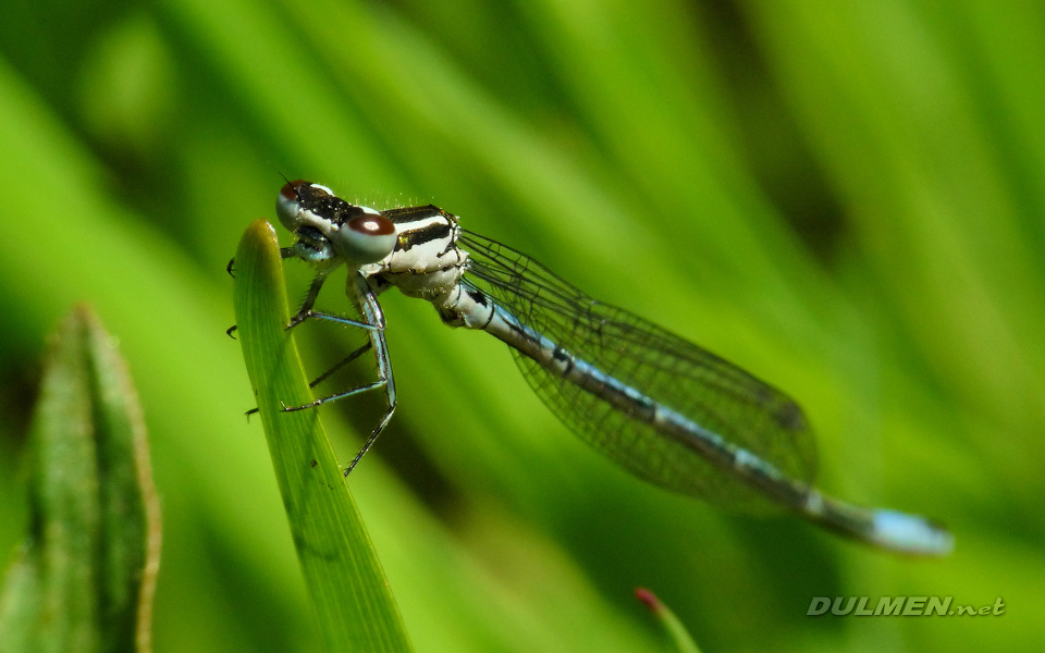 Azure Bluet (Young Male, Coenagrion puella)